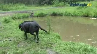 Hondenzwembad in Purmerbos