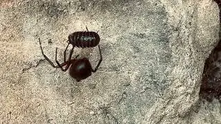 noble false widows spider vs pillbugs