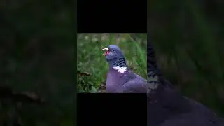 Pigeon Survival 4K ULTRA HD | Dramatic Moment in Costa Rica Rainforest