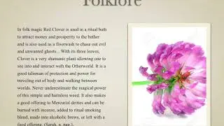 Red Clover Video