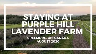 PURPLE HILL LAVENDER FARM in Ontario