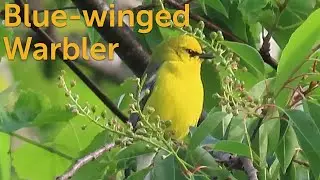 Blue-winged Warbler: &ldquo;Bee-Buzz&rdquo; Bird