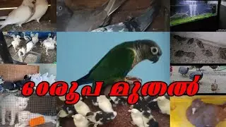 🤩Birds Sale Kerala😍Hen💖Birds🤩Puppys❤️Exotic Birds💗Low Rate Pets Sale Kerala😘Nadan pravu Sale🤣