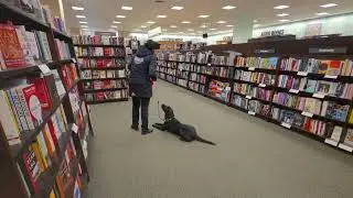 Labrador Retriever - Obedience Training  -  Board & Train week 3/3