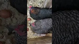Broody Hens #broodyhen #chickens #chickenkeeping #homestead #homesteading