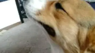 Dog Reverse Sneeze