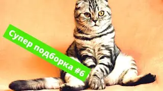 Что делают животные этим летом!? Супер подборка #6! What are animals doing this summer !?