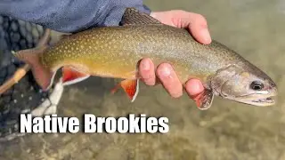 Big Brooks and Nice Browns on Streamers and Leeches. { Fly Fishing the Driftless }
