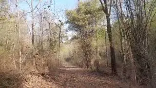 Narnala wildlife sanctuary| #wildlife #wildlifeanimals #youtubevideo #tiger