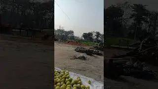 tomato harvesting #farming