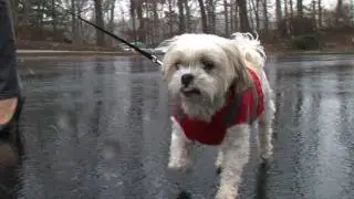 Keeping Pets Safe in Winter