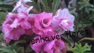 Um jardim pós chuva com algumas flores ❤️❤️❤️