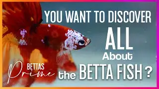 How to Care for your Betta Fish like a PRO | Everything you NEED to Know about BETTA FISH 2024