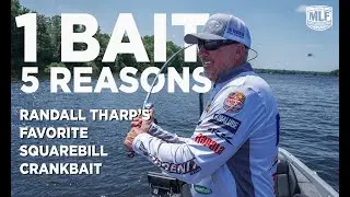 1 Bait, 5 Reasons: Randall Tharp&rsquo;s Favorite Squarebill Crankbait