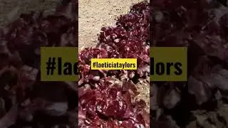 Follow me #shortvideo #yummy #food #love #france #laeticiataylors #fun #anime #gaming #funny #nature