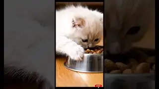 Cute Kitten ASMR 😻 | Tiny Cat Spills Food Bowl | Relaxing Crunchy Sounds
