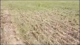 In farm 🚜🧑🏻&zwj;🌾 #67 village life #youtube video 