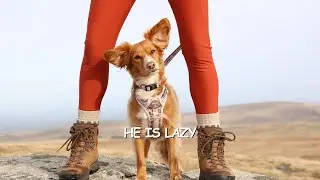 My Dog Calls Her Dad Lazy