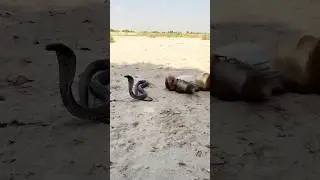 Wao! King cobra naag and monkey #shorts #10millionview