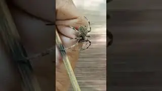 tiger spider 🕷️😱🔥🔥🔥#spider #public #shortvideo #spiderlove