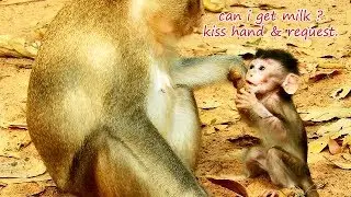 Million pity Alba catch & kiss mom's hand to request milk but Anna still disagree & toture.
