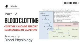 Blood Clotting | Part 2 | Enzyme Cascade Theory | Mechanism of Blood Clotting | Blood physiology|KTC