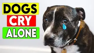 9 Mysterious Things Dogs Do When They Think No One Is Watching
