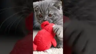 Kitten's First Toy! 🧸😻 #shorts