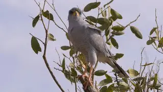 Eastern Chanting-Goshawk Sound