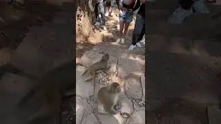 The beauties that monkeys see are more docile monkeys