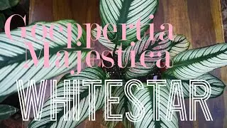 Goeppertia Majestica aka  Calathea Majestica white star:  every time a new leaf comes, we feel happy
