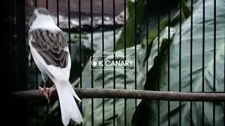 Секрет быстрой трели канарейки: Лучшие звуки для дрессировки❗❗