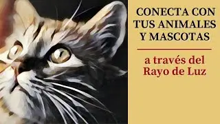 ❤️ Meditación para la CONEXIÓN Y PROTECCIÓN DE LOS ANIMALES - Sintoniza con ELLOS   (Rayo de Luz)