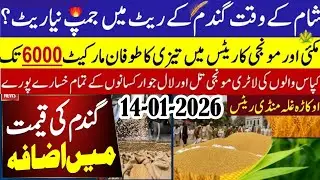Today Wheat price in punjab//گندم کا ریٹ2026/munji makki till sarso/Galla mandi rate today 2026