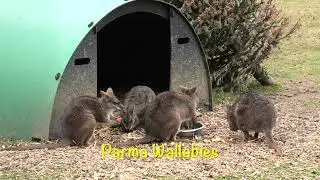 Axe Valley Wildlife Park (11th March 2025)