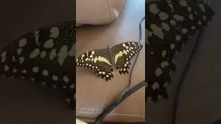 An unexpected visitor! Citrus Swallowtail Butterfly  #botswana #butterfly