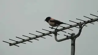 Rose coloured Starling