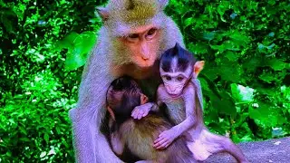 Monkeys Life