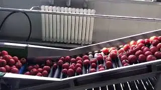 tomato sorting system, electronic weight grading machine