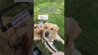 MOBILITY ASSISTANCE SERVICE DOG #servicedogs #disability #dogsoftiktok