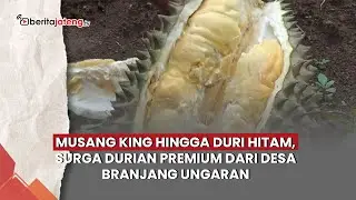 Musang King hingga Duri Hitam, Surga Durian Premium dari Desa Branjang Ungaran