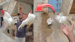 Mandi se zabardast  farmi Murga khareed liya 😍