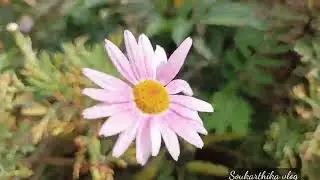 Pink Daisy Flowers|Ooty flowers|Terrace garden|Tamil|பிங்க் டெய்சி