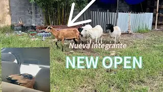 Compramos 💵otra borrega 🤠🤑🐑 para el rancho #granja 