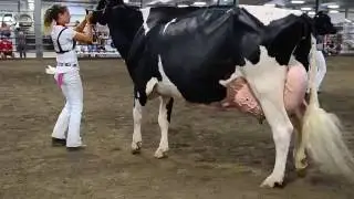 Wisconsin Junior Holstein Championship Show 2016 (5 Year Old Cow)