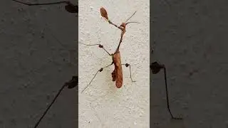 #empusa pennata #bugs#beetles#jesus #message #motivational #speech