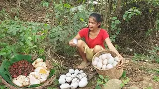Found Egg for food in forest, Egg cooking with Ant egg and Eating delicious