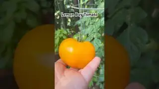 Harvesting my first Lemon Boy Tomato. What Makes Lemon Boy Tomatoes So Special?