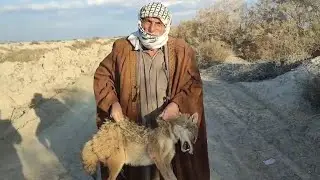 شاهد الحجي ابو محمد كيف يحصل على حيوان ذيب الميت لكاه في حياه الريف كلام جميل ونصائح 