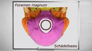 04 Menschen: Kopfgelenke